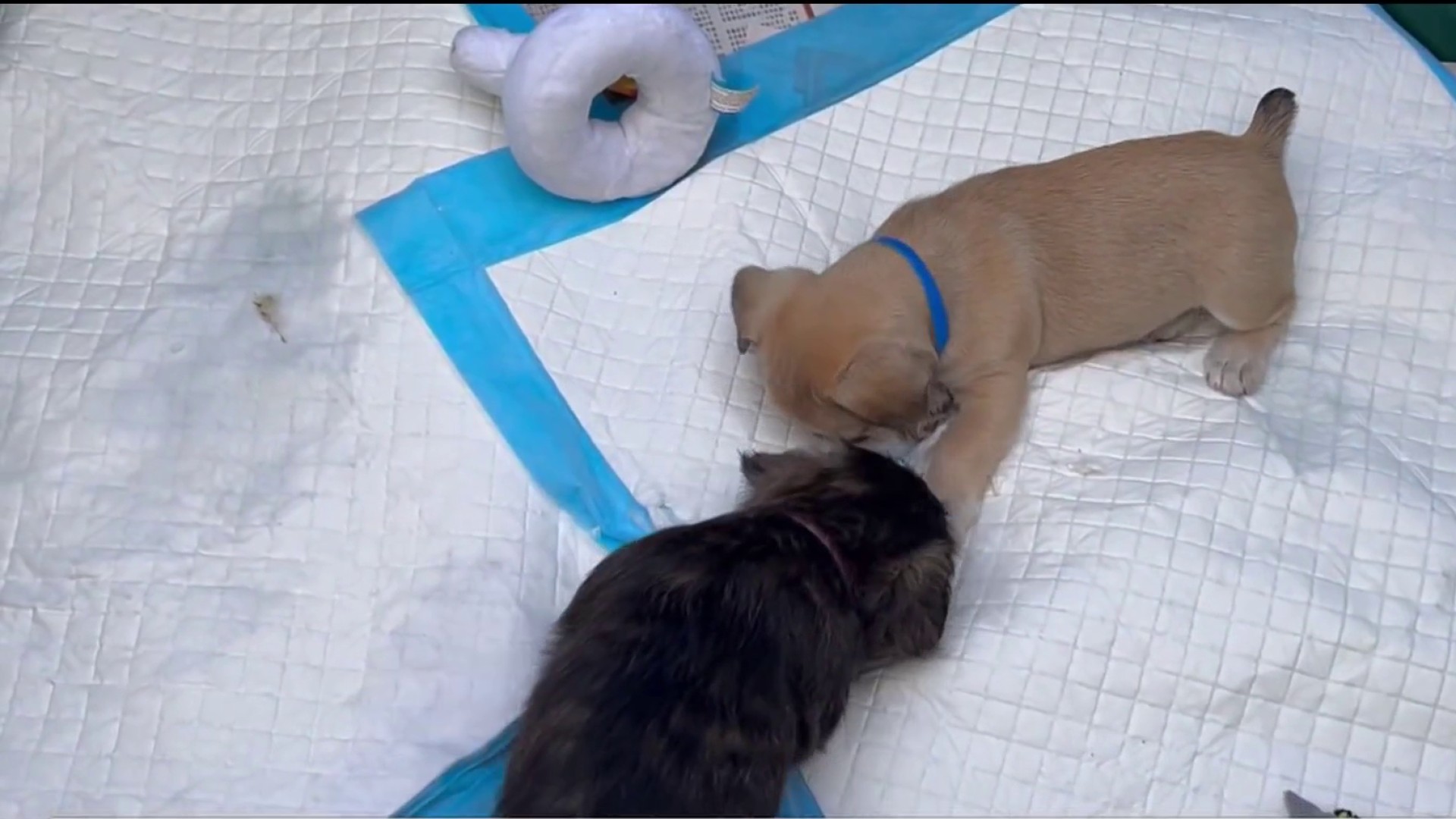 Adopting Bonded Pair Dogs: Double the Love & Joy