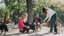Cheerful friends and playful dogs embrace natures joy in a city park. Casual and carefree, they relax, socialize, and enjoy the positive energy of a sunny day. copyright Qunica Studio