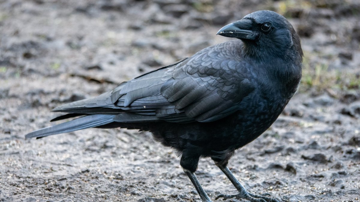 What is West Nile Virus in Birds: Essential Facts You Must Know