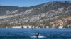 California resident catches the plague, likely from infected flea at Lake Tahoe, officials say