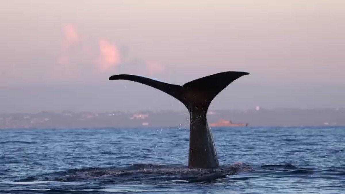 New partnership aims to reduce whale entanglements in California Dungeness crab fishery