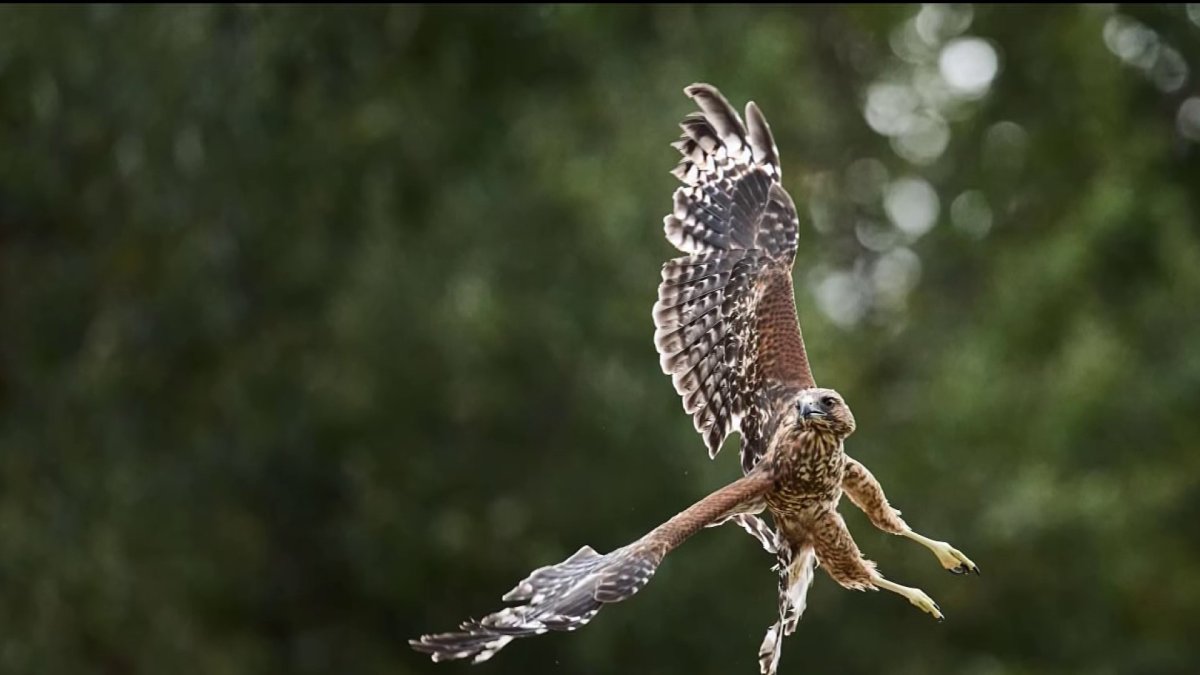 Wounded Hawk Hawk found injured in San Jose recovers – NBC Bay Area