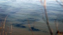 Beds of eel grass.