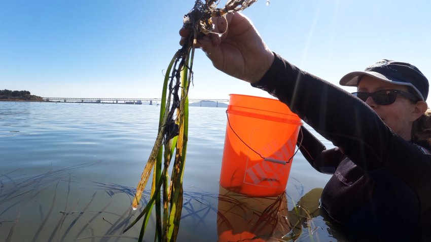 Researcher Kathy Boyer holds strands of eel grass.