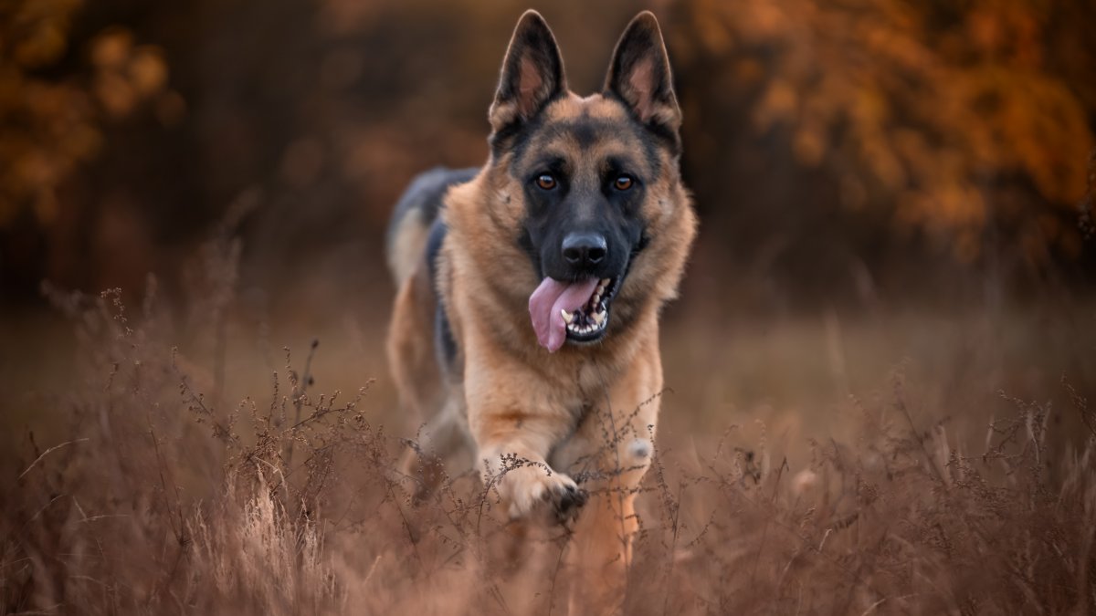 Dog scams target holiday shoppers: How you can avoid falling for one