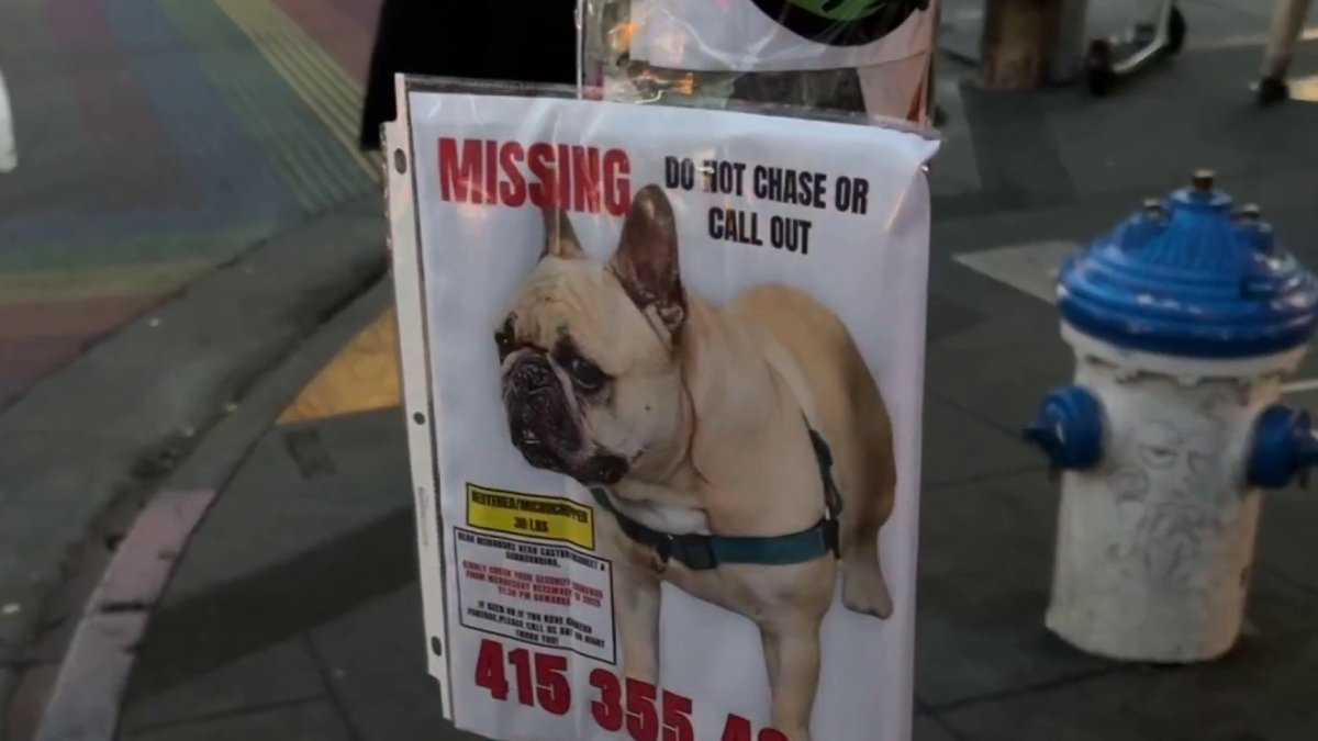 Search continues for French bulldog stolen in San Francisco