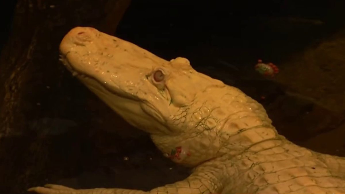 San Francisco leaders consider renaming street after beloved albino alligator