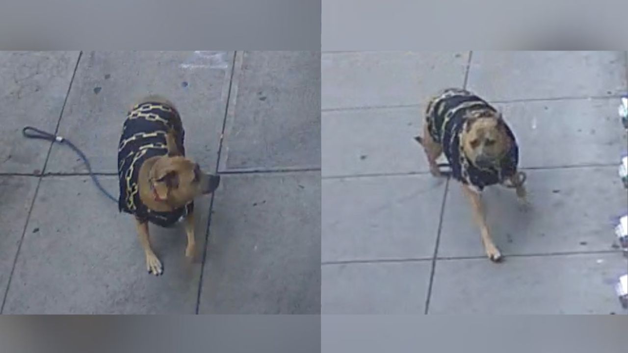 San Francisco police looking for assault victim's dog – NBC Bay Area