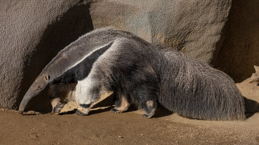 Laura Garcia is the San Diego Zoo's newest giant anteater. (San Diego Zoo & Wildlife Alliance)