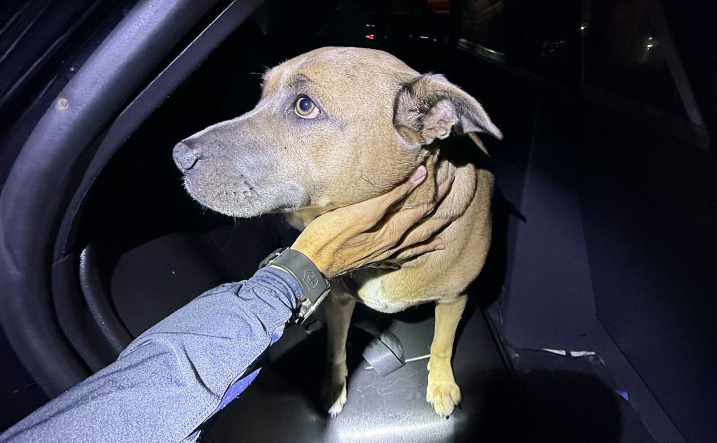 San Francisco police find assault victim's dog – NBC Bay Area