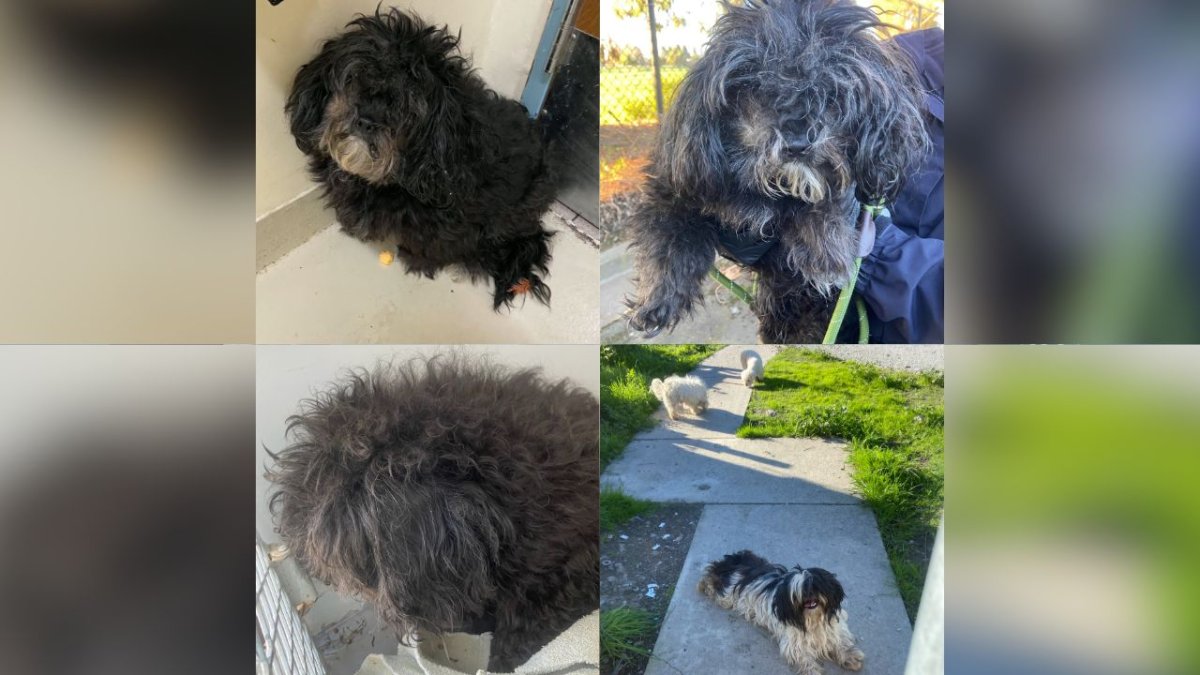 Multiple unkempt dogs found throughout Fremont