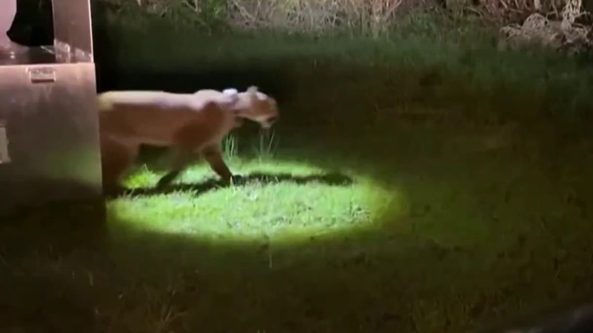 Mountain lion captured in San Francisco released into the wild