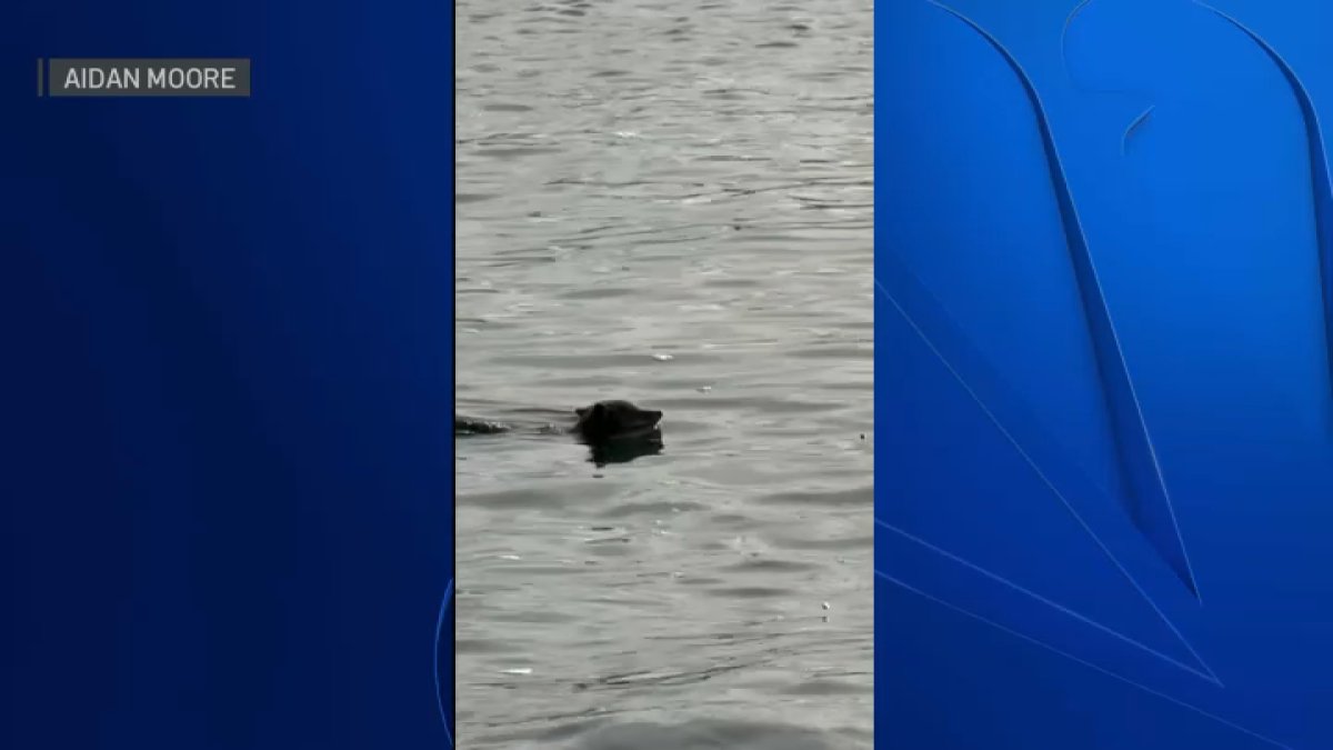 Caught on camera: Coyote swimming near Alcatraz Island