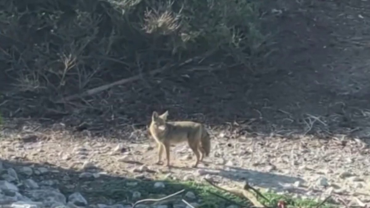 Coyote swimming near Alcatraz Island makes it to the island