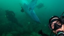 Changing the image of the strange Mola mola fish – NBC Bay Area