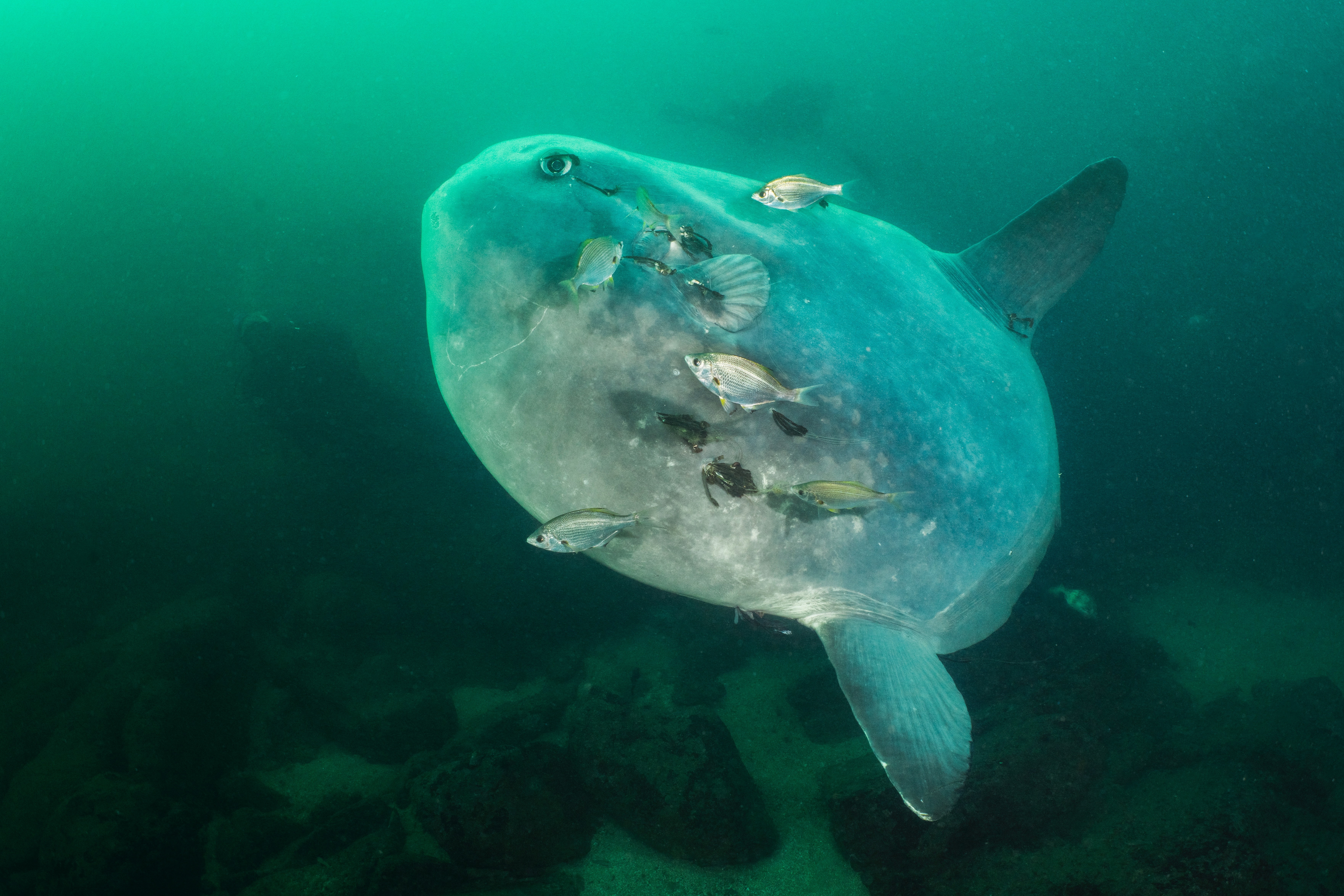 Monterey underwater photographer trying to change the image of the strange Mola mola