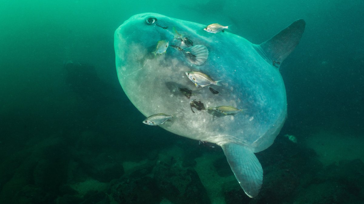 Monterey underwater photographer trying to change the image of the strange Mola mola