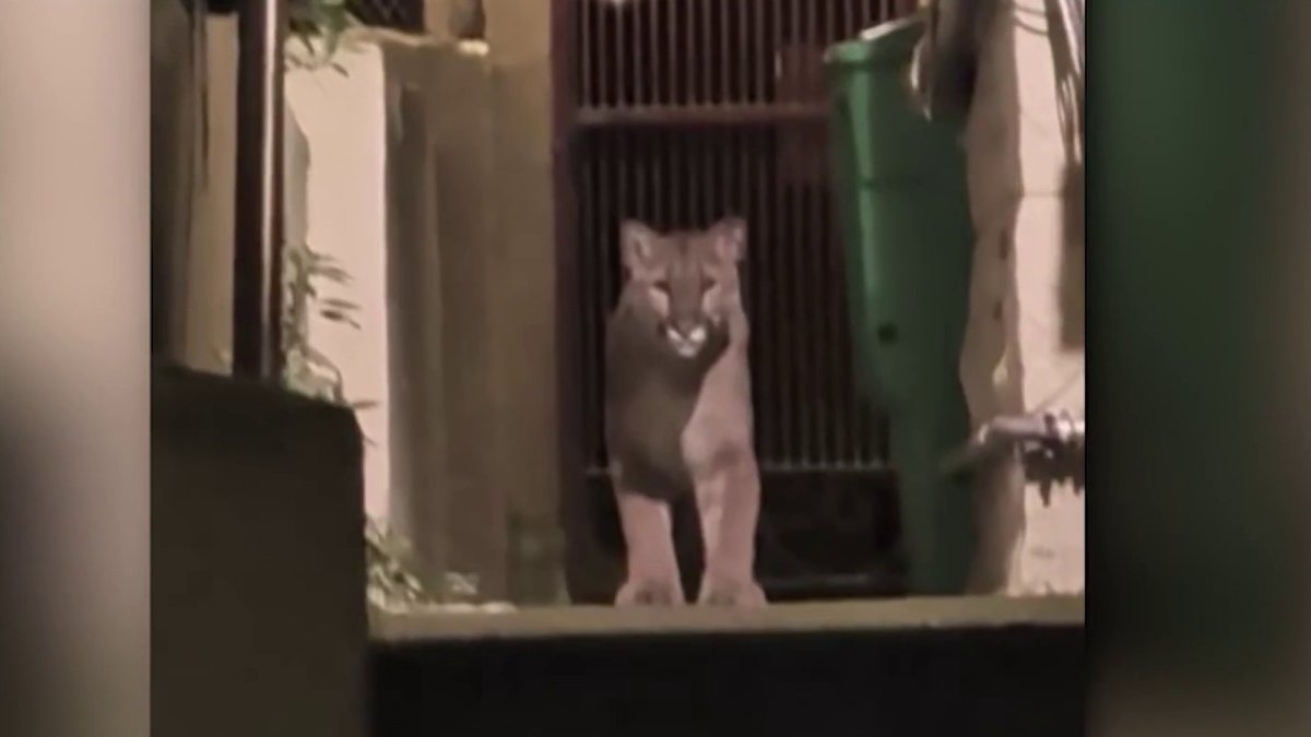 Mountain lion tranquilized, captured after roaming streets in San Francisco