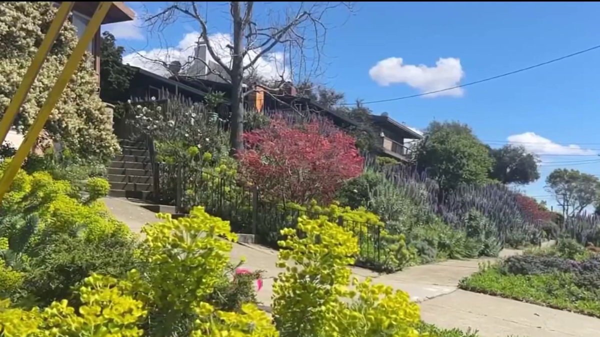 New vegetation ban impact more than 1,000 homes in Berkeley Hills
