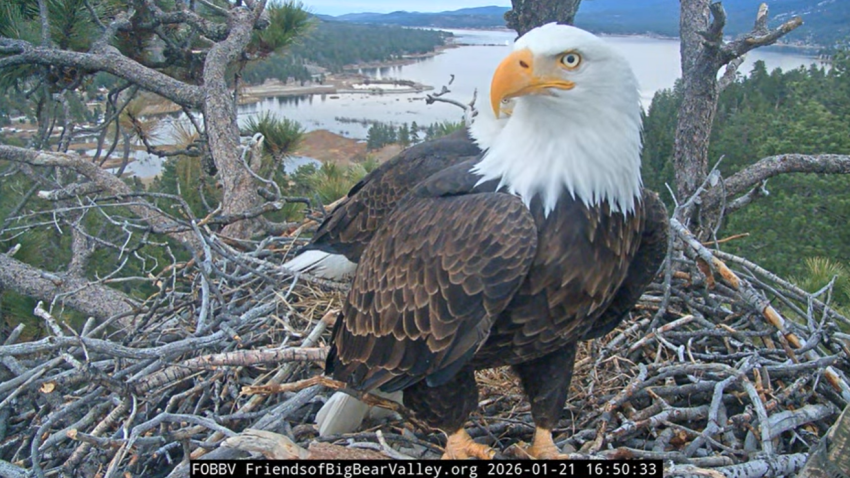 A bald eagle, either Jackie or Shadow, stands on its nest in Big Bear.