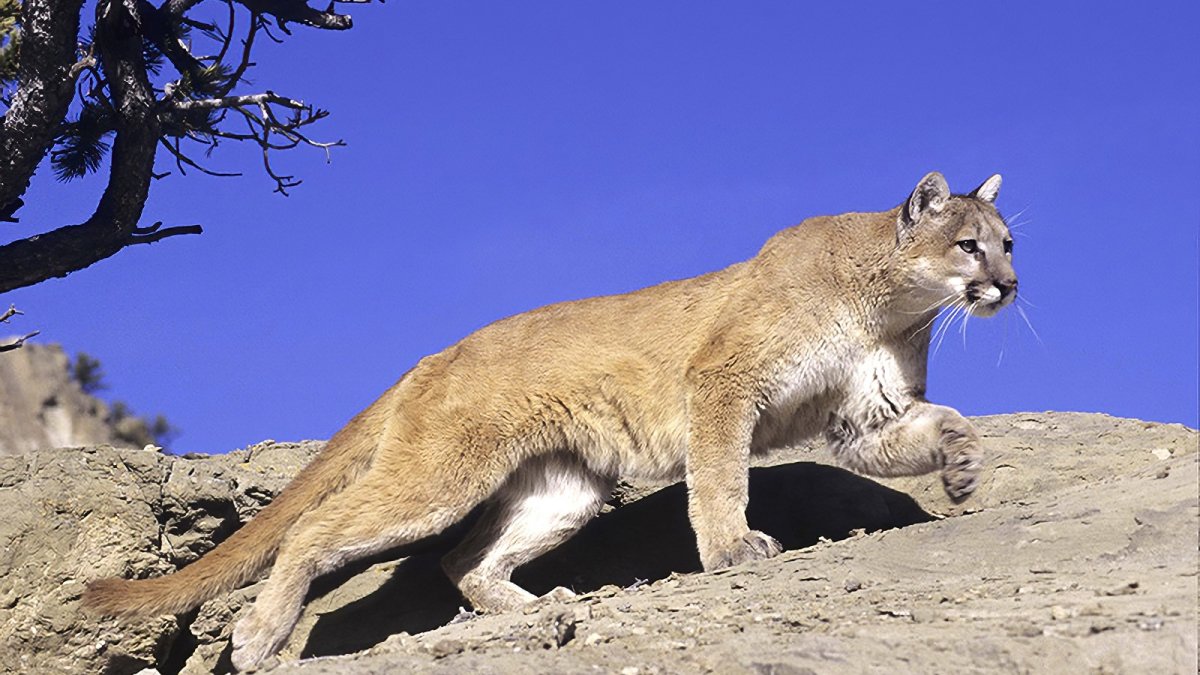 Several people spot mountain lion within Sebastopol city limits