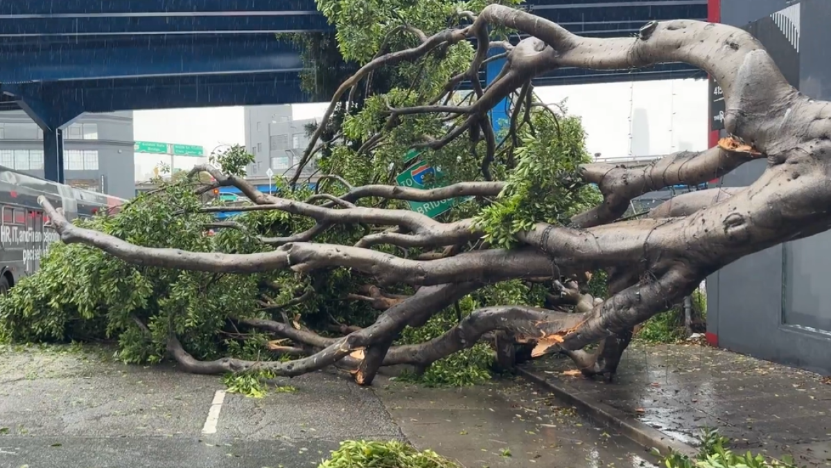 Bay Area storm problems: Downed tree in San Francisco, lightning strikes