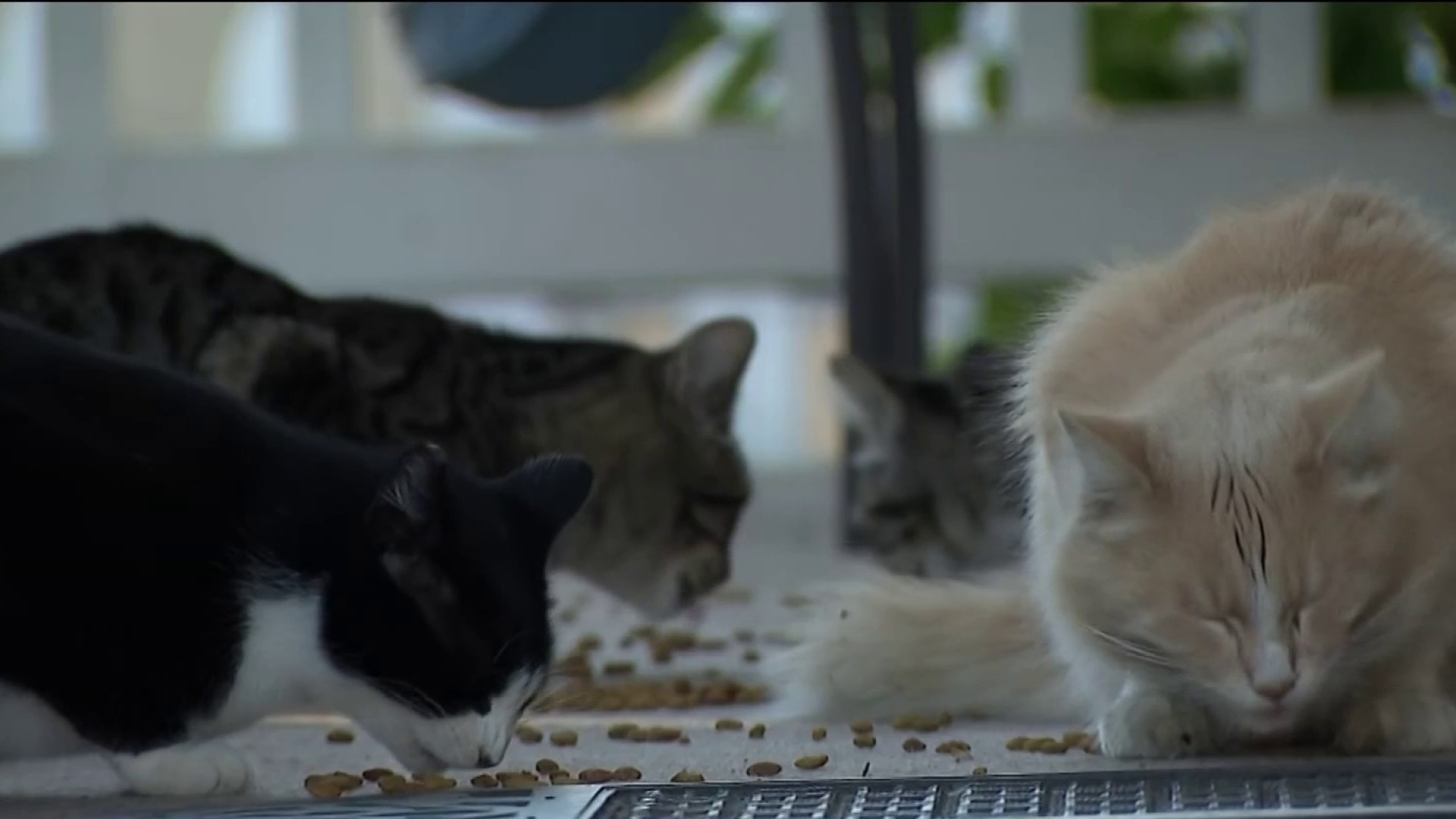 Fremont neighborhood struggles with stray cat surge – NBC Bay Area