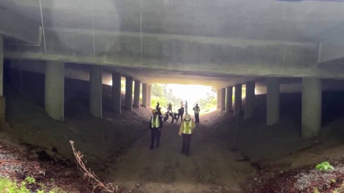 Wildlife crossing drives down collisions on Highway 17