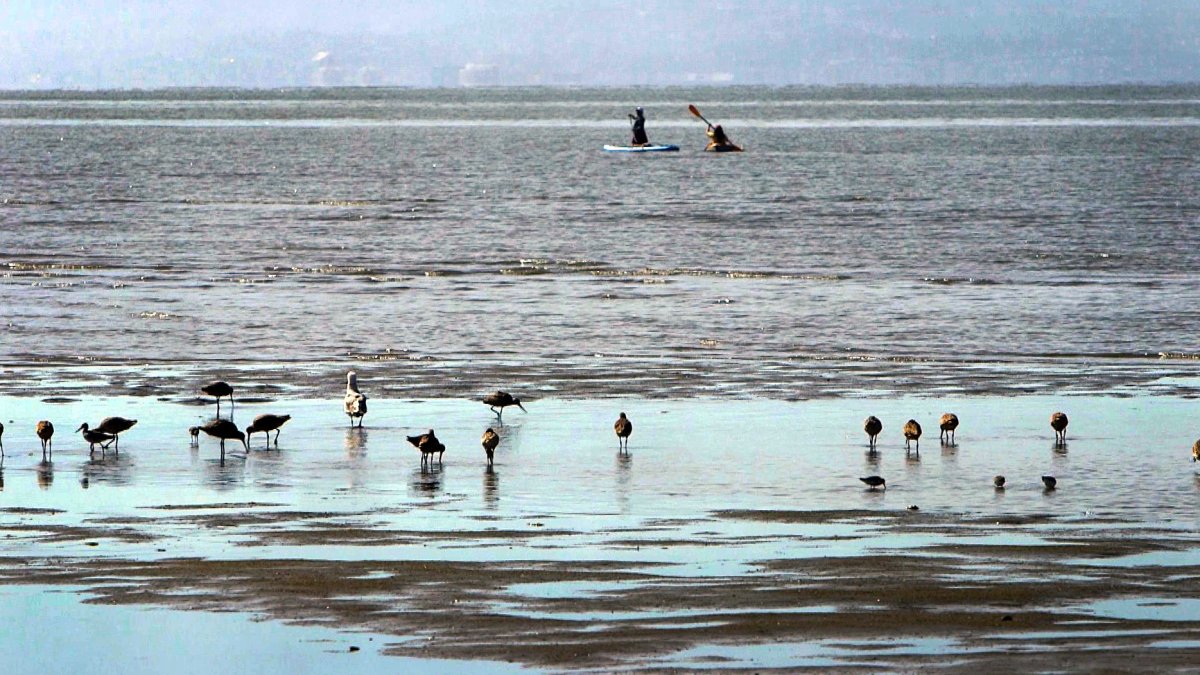 Historic new report maps California's coastal successes and threats
