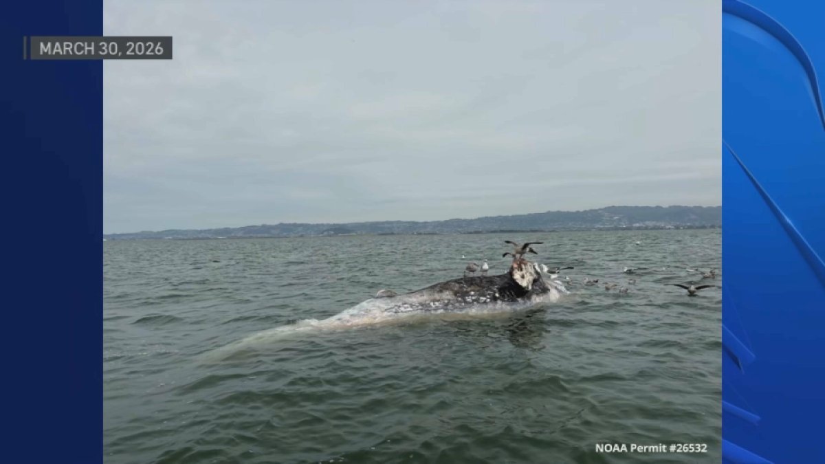 2 more dead gray whales spotted in San Francisco Bay