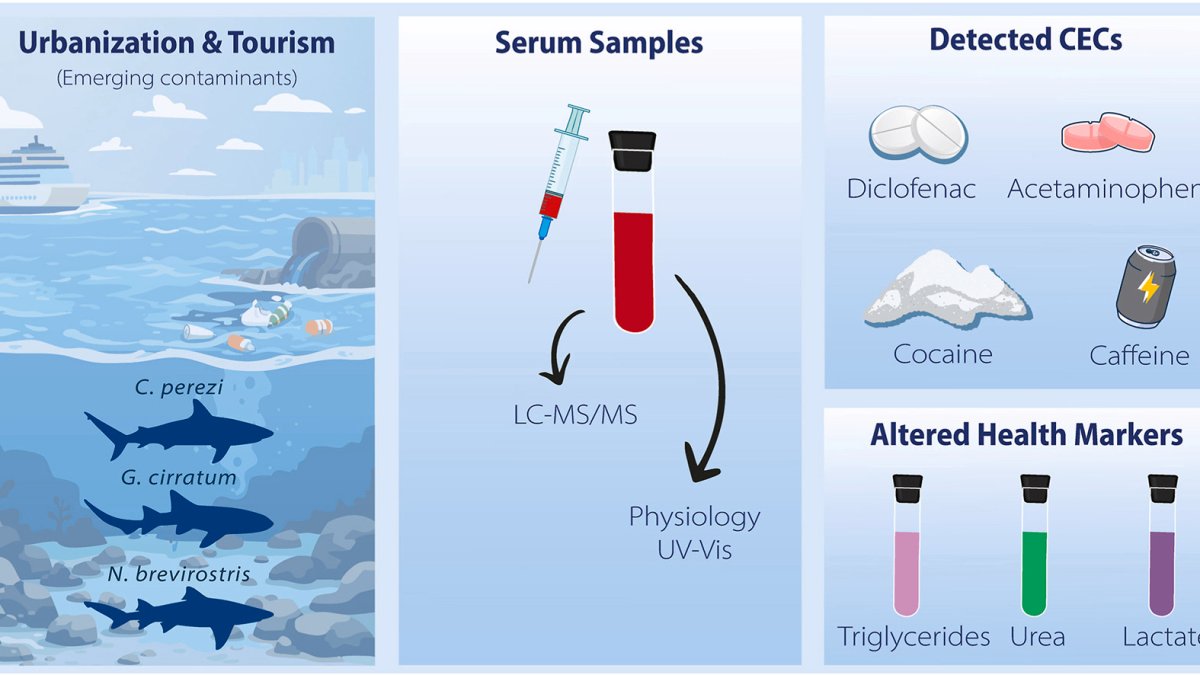 Sharks in the Bahamas test positive for cocaine, caffeine and painkillers, study shows