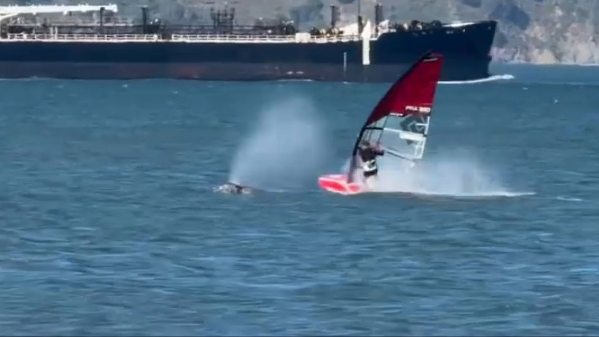 Watch: Windsurfer crashes into whale in San Francisco Bay