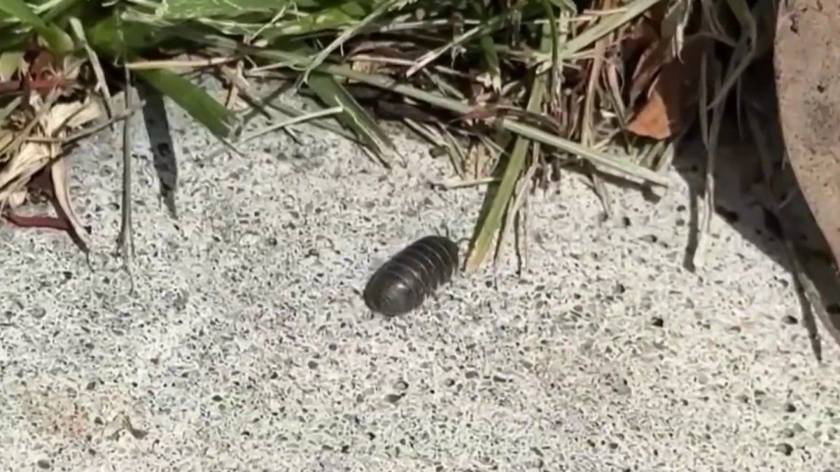 A closer look at how climate change affects roly-polies