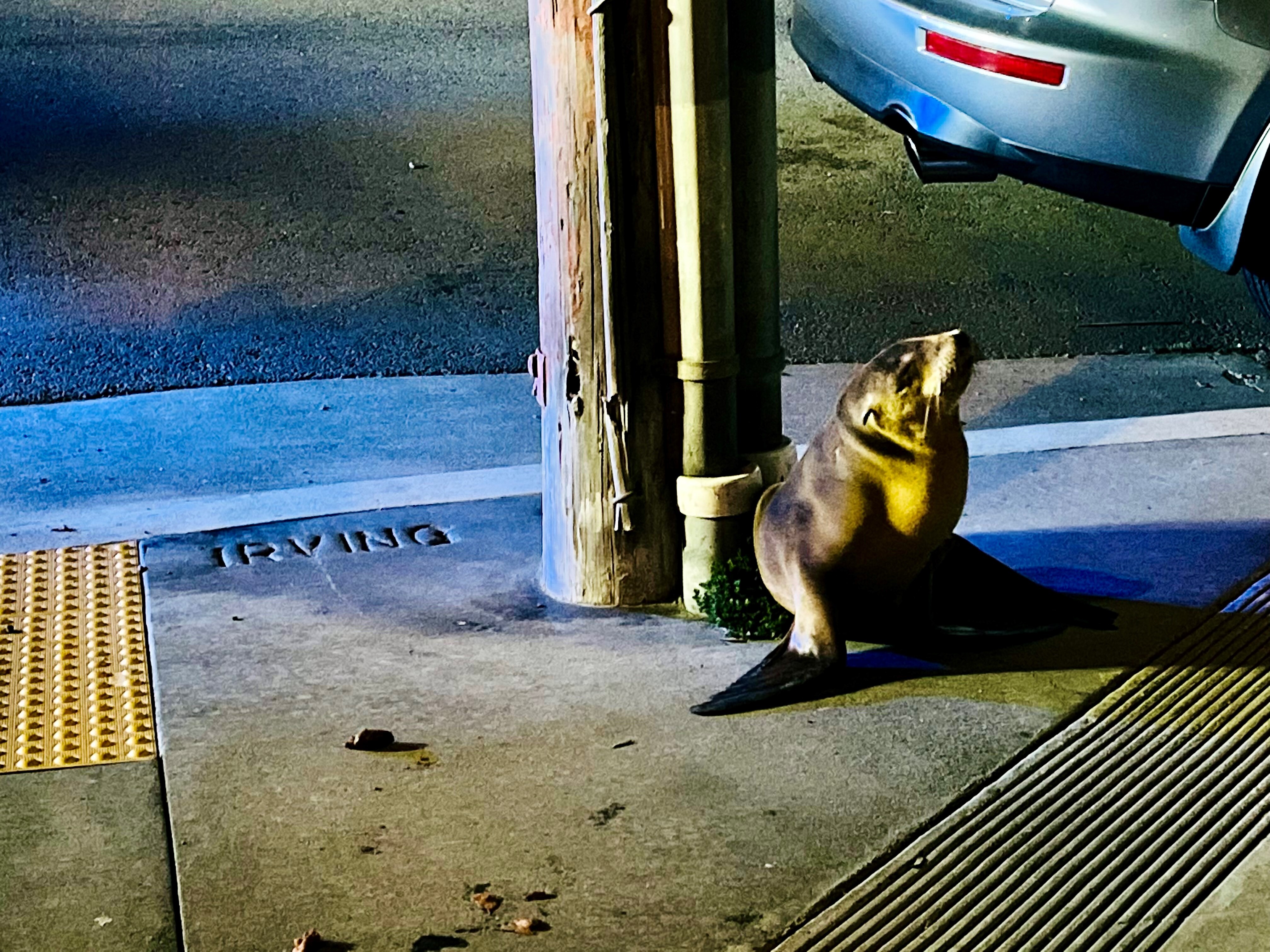 California sea lion pup found wandering San Francisco streets