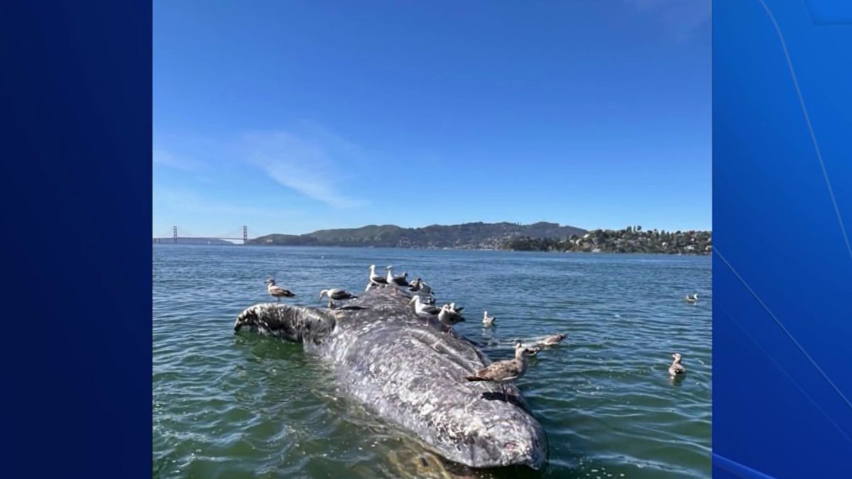 Gray whale found dead in the San Francisco Bay – NBC Bay Area