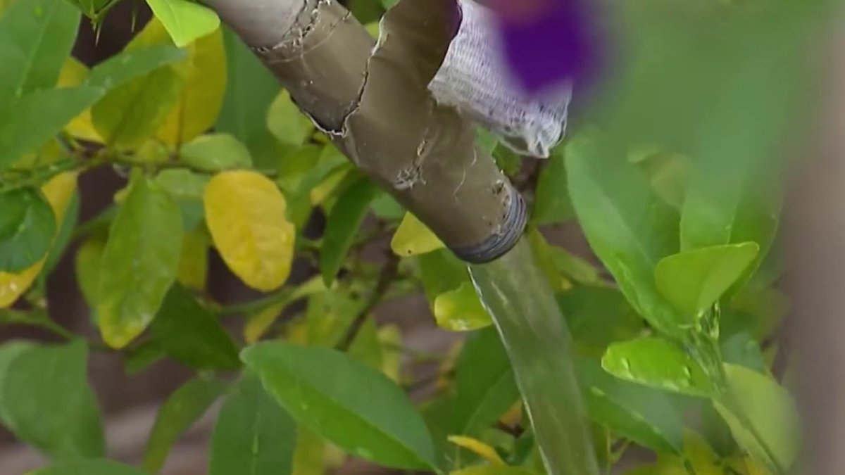 Mountain View residents to spend another week under Boil Water notice