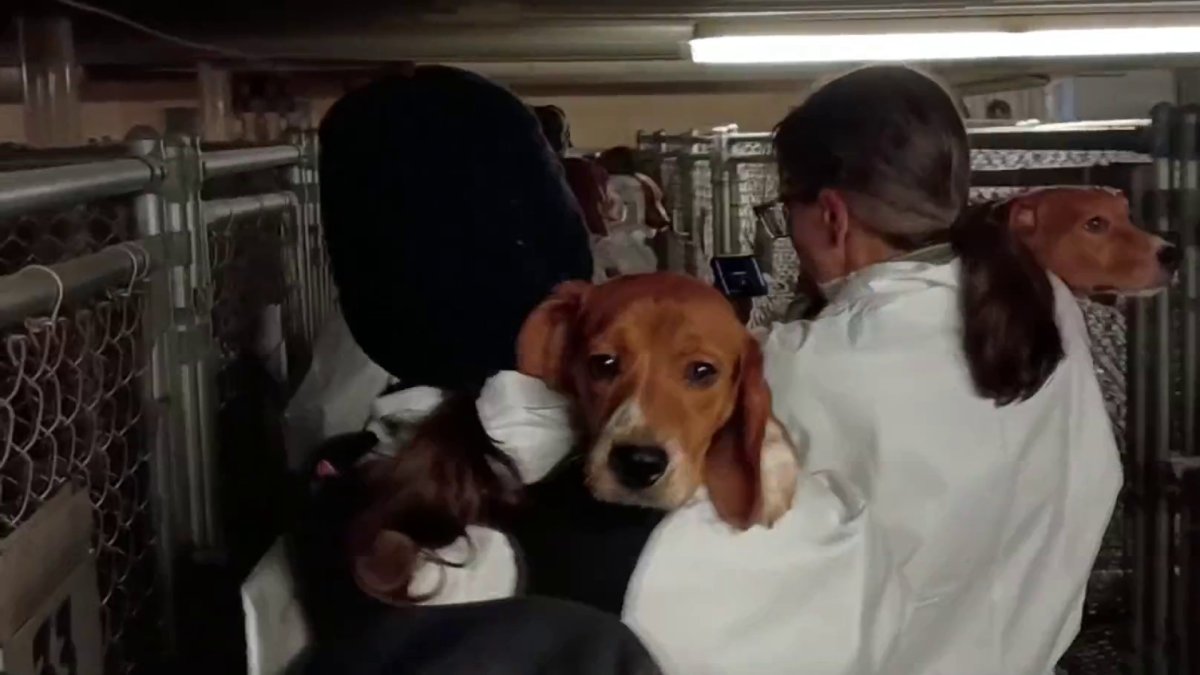 Beagles rescued from animal testing and breeding lab in Wisconsin – NBC ...