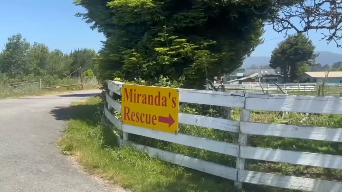 ‘Sadness and anger': Northern California animal rescue accused of killing dogs...