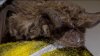 Rabid bat found on Fremont sidewalk prompts health warning