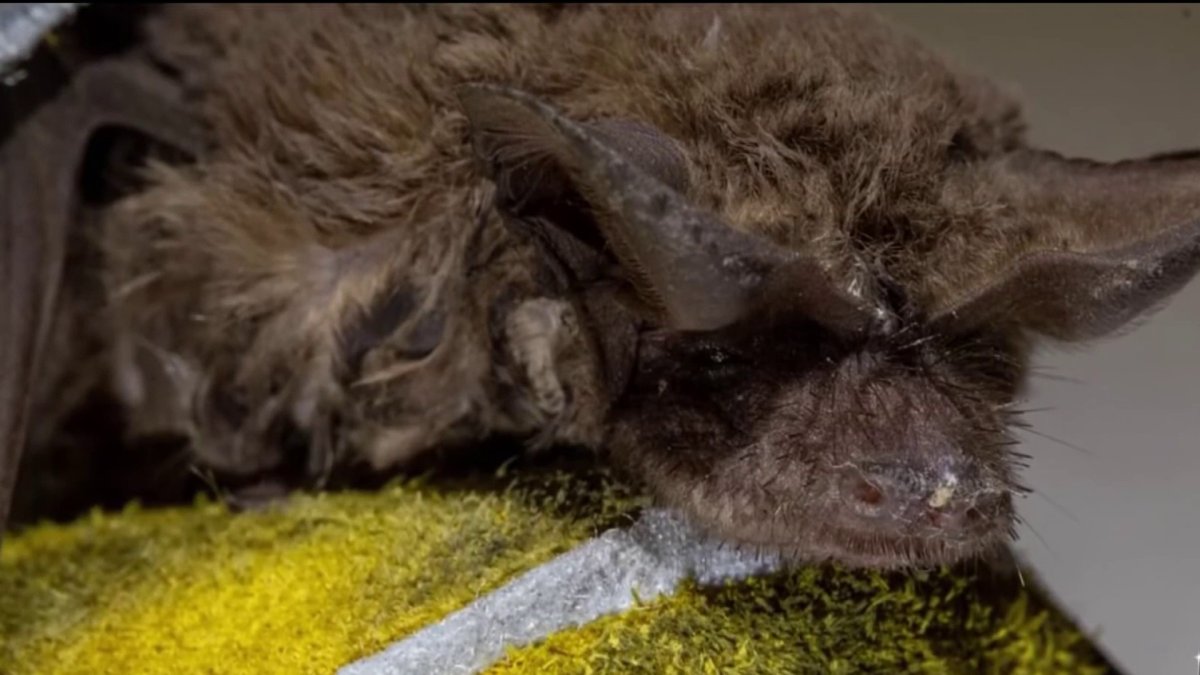 Rabid bat found on Fremont sidewalk prompts health warning