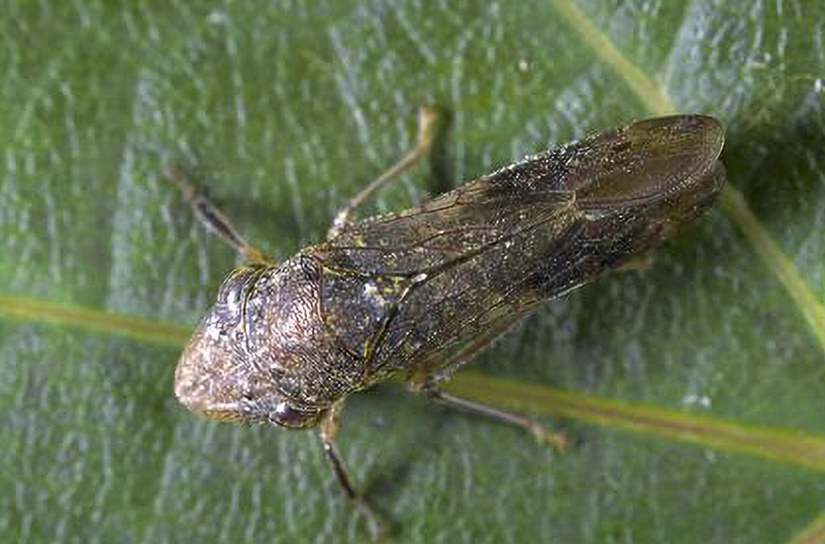 Invasive grapevine-killing pest found in hundreds of Bay Area plants
