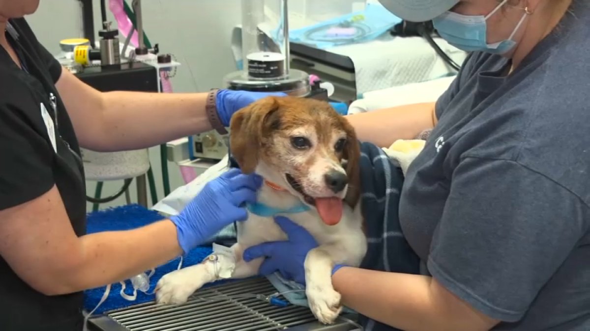 Beagles rescued from Wisconsin testing lab relocated to the Bay Area