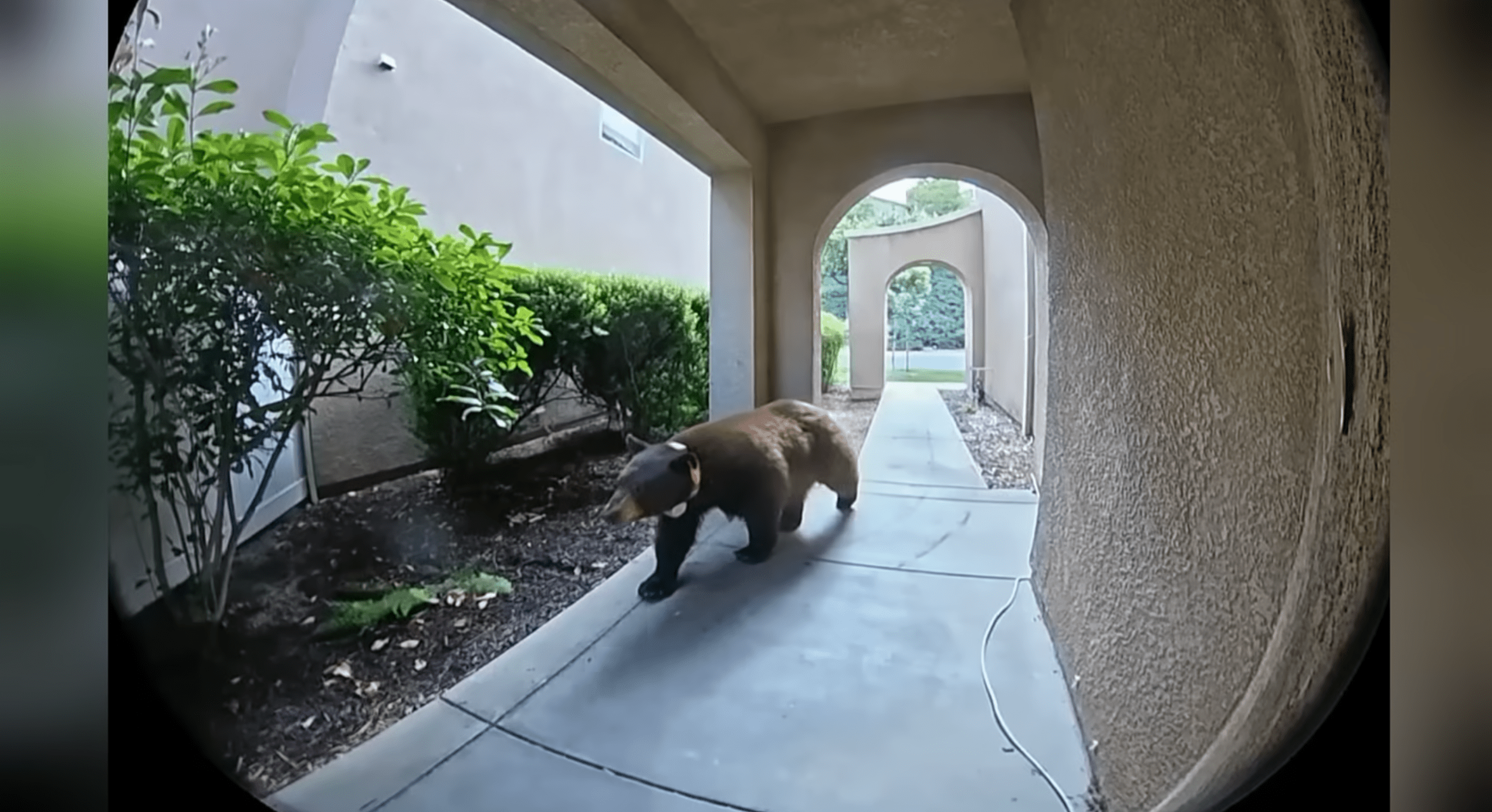 'I thought it was AI': California family captures unexpected visitor on Ring video