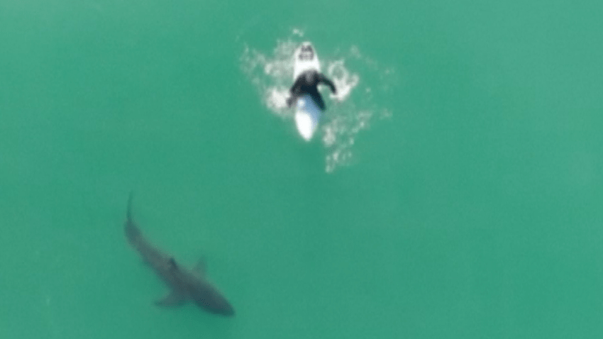 Some heart-stopping moments were caught on drone video in California recently as a shark was spotted circling a surfer.