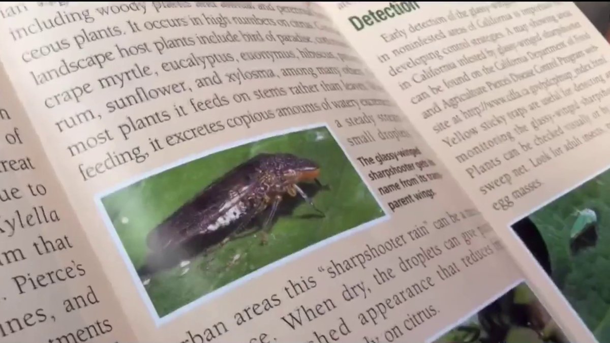 Santa Clara County goes door-to-door to recover Costco plants tied to invasive p...