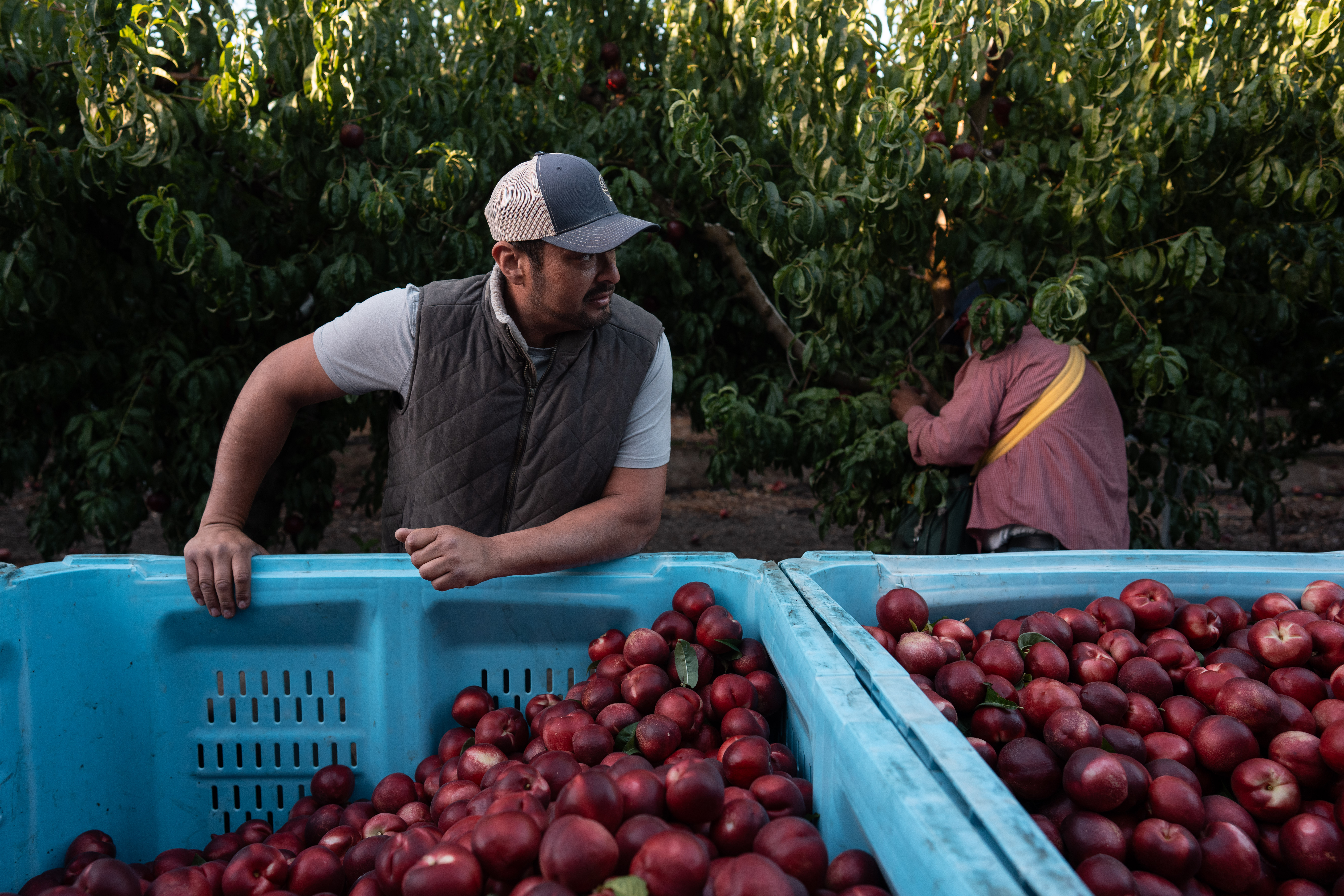 A California farmer is giving away tons of nectarines that he's not allowed to sell