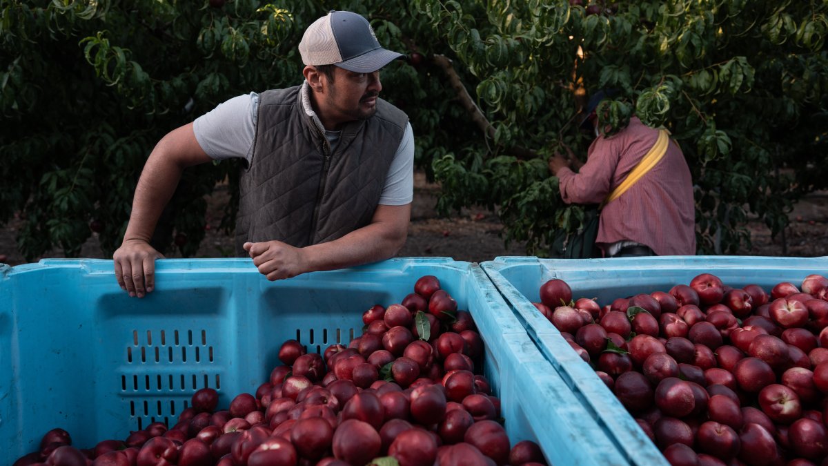A California farmer is giving away tons of nectarines that he's not allowed to sell
