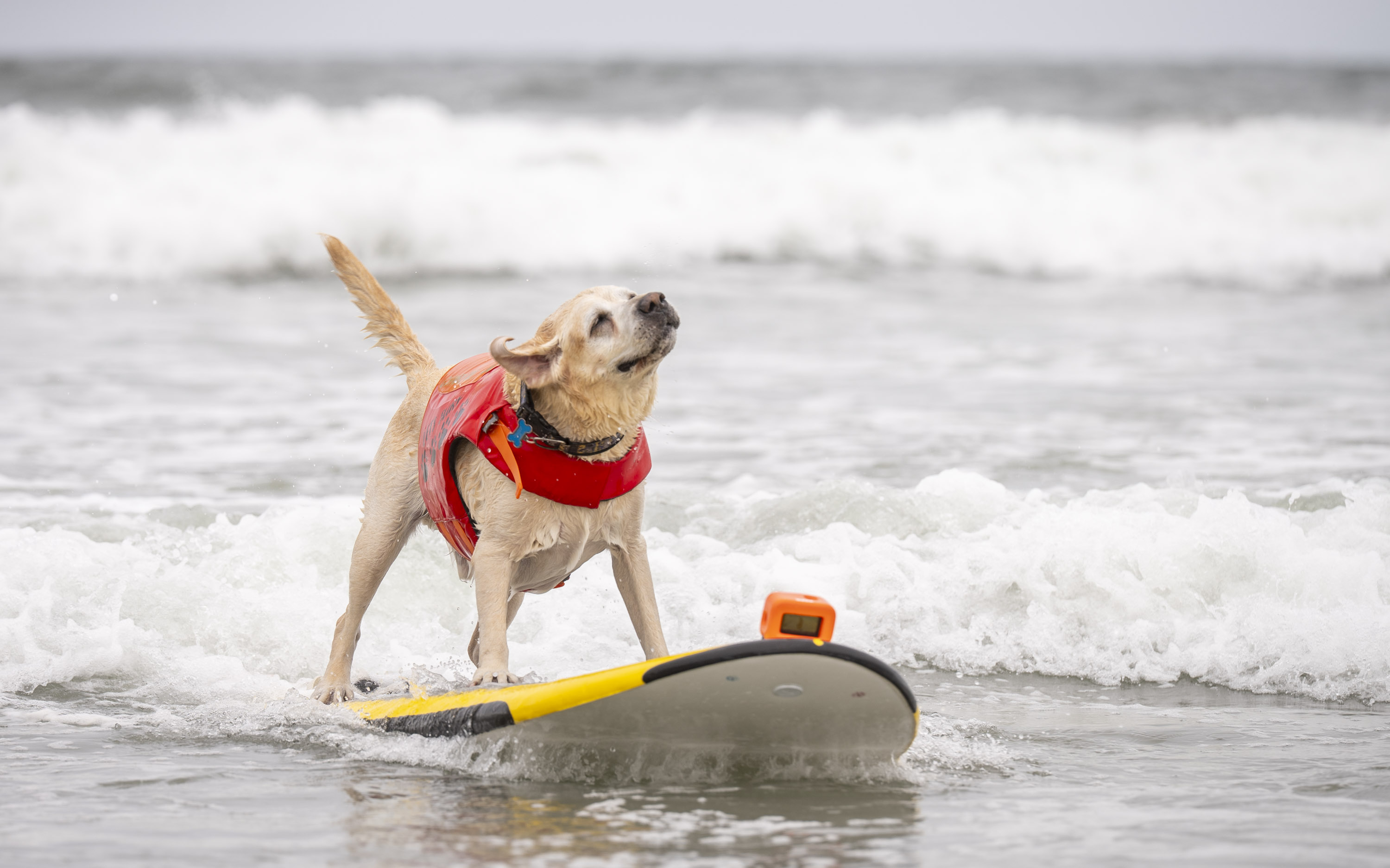 10th annual dog surfing competition to be held Saturday in Pacifica