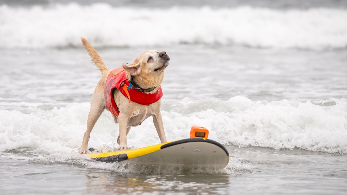 10th annual dog surfing competition to be held Saturday in Pacifica