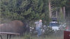 Video shows bison chasing and flipping grandfather 8 feet into the air at Yellowstone